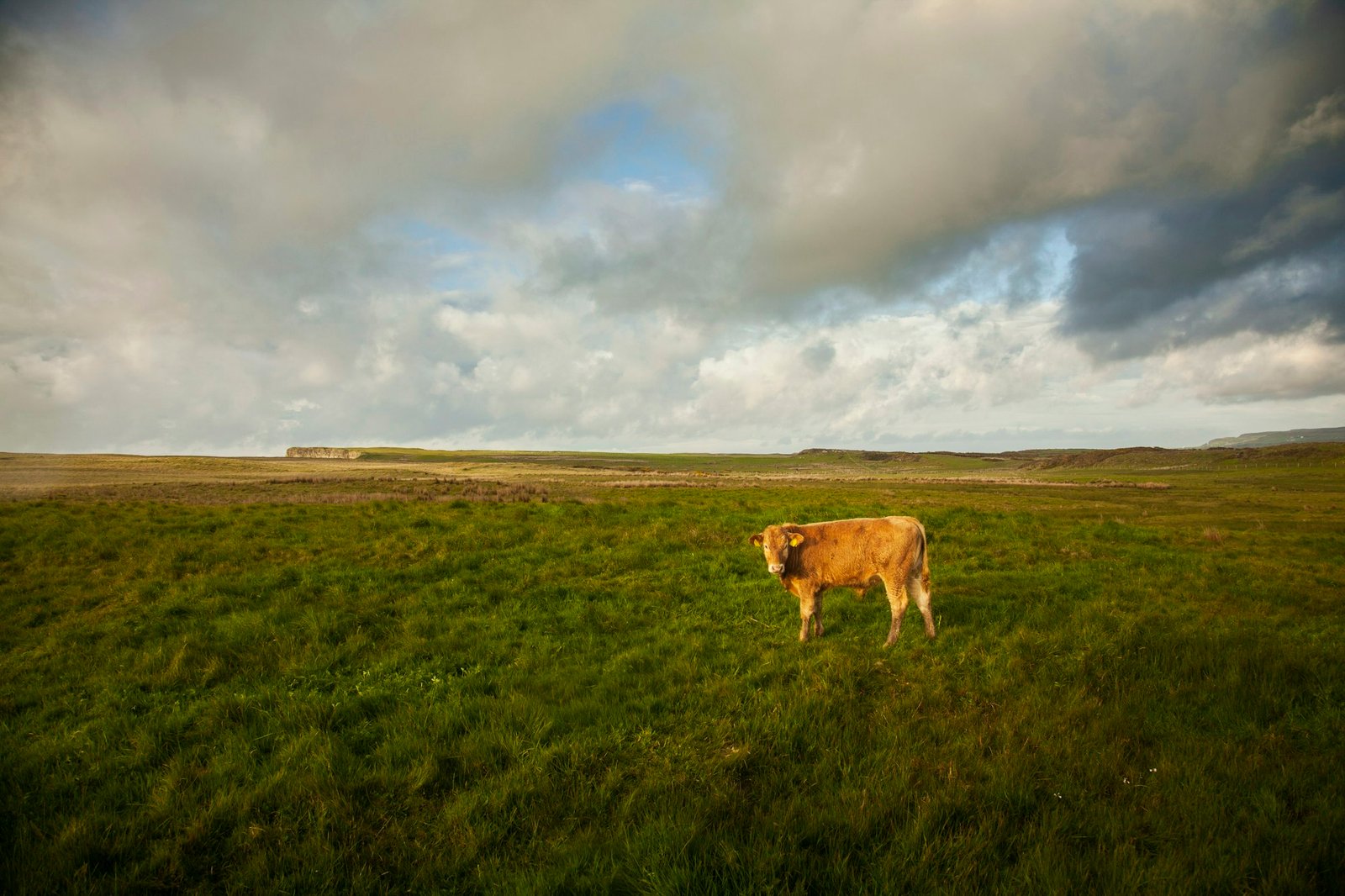 Country Carlow